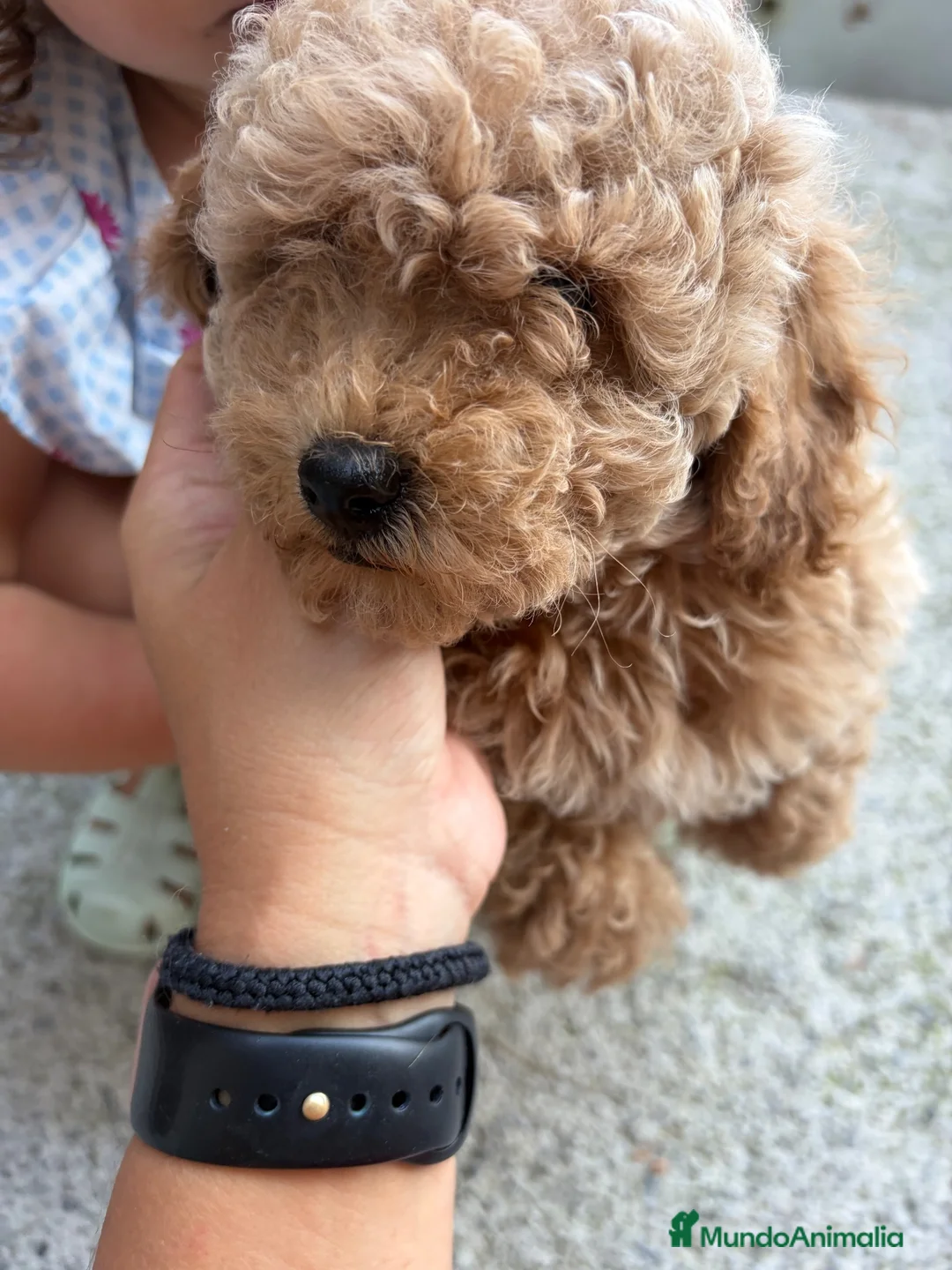 Caniche Toy perros en venta: Caniche rojo - Anuncio 2