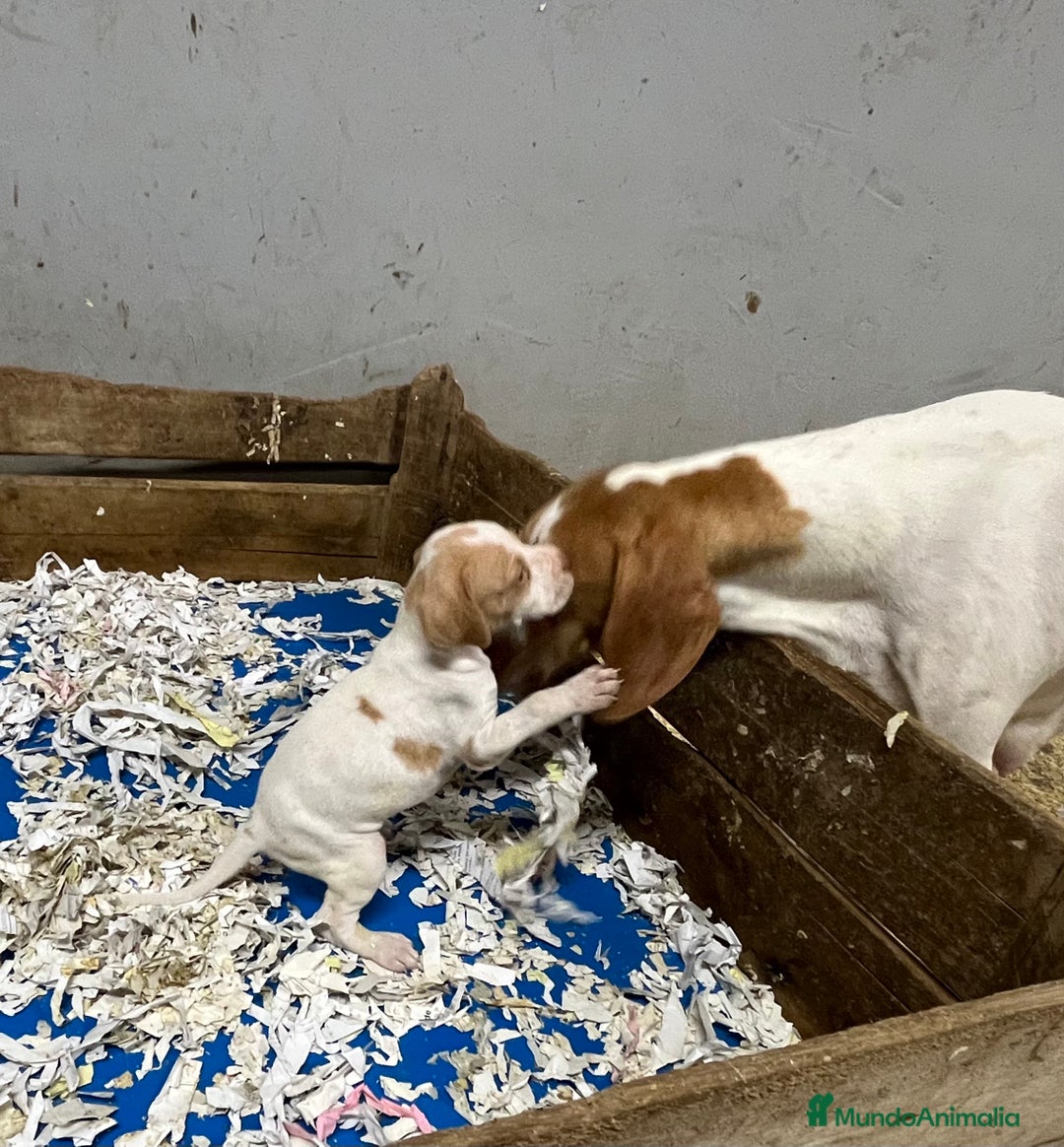 Pointer perros en venta: Benidorm Caraby pointer inglés  en Alicante - Imagen 2