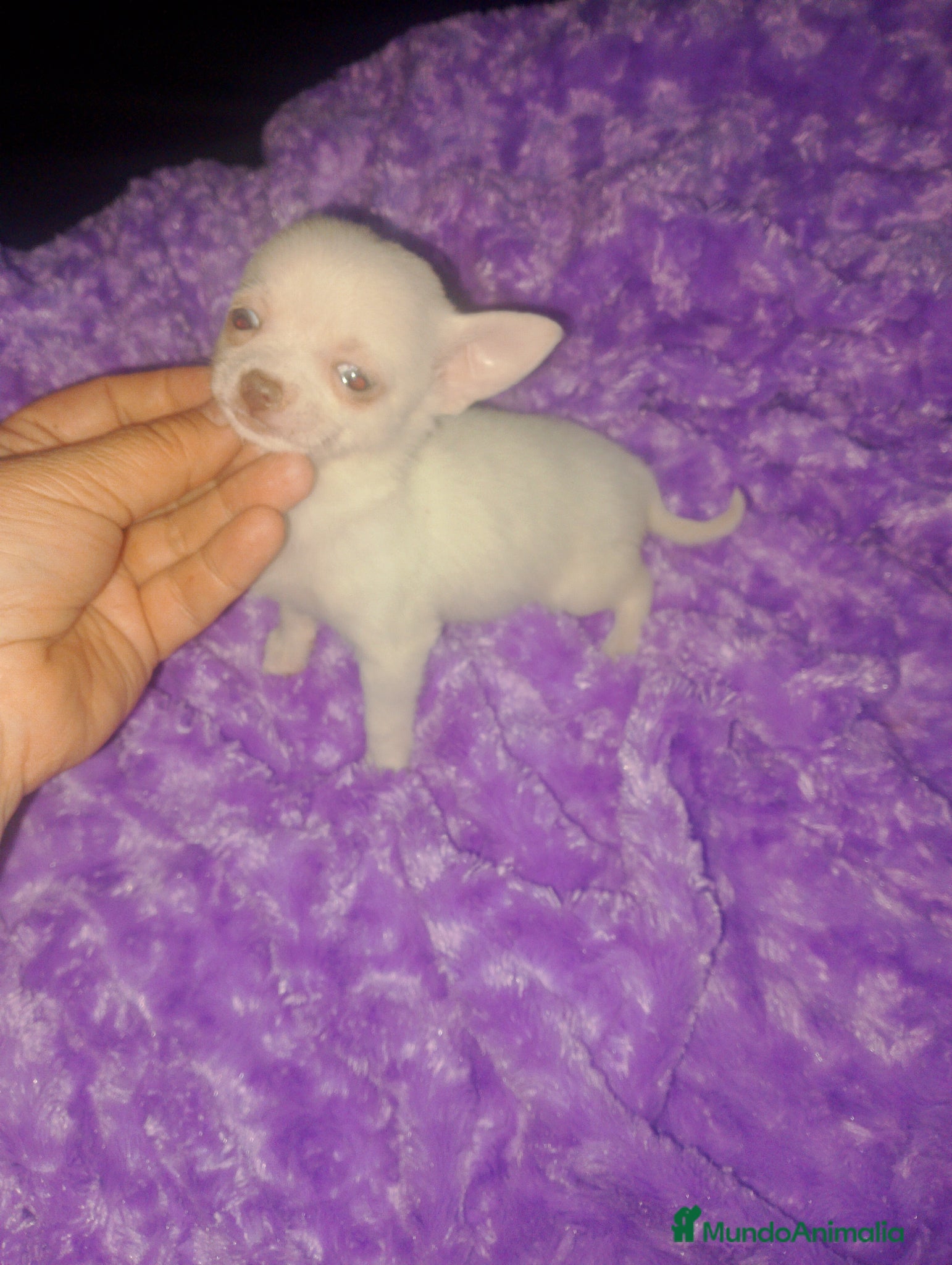 Pomchi perros Toy recogida en Córdoba no envío a 500€  - Anuncio 9