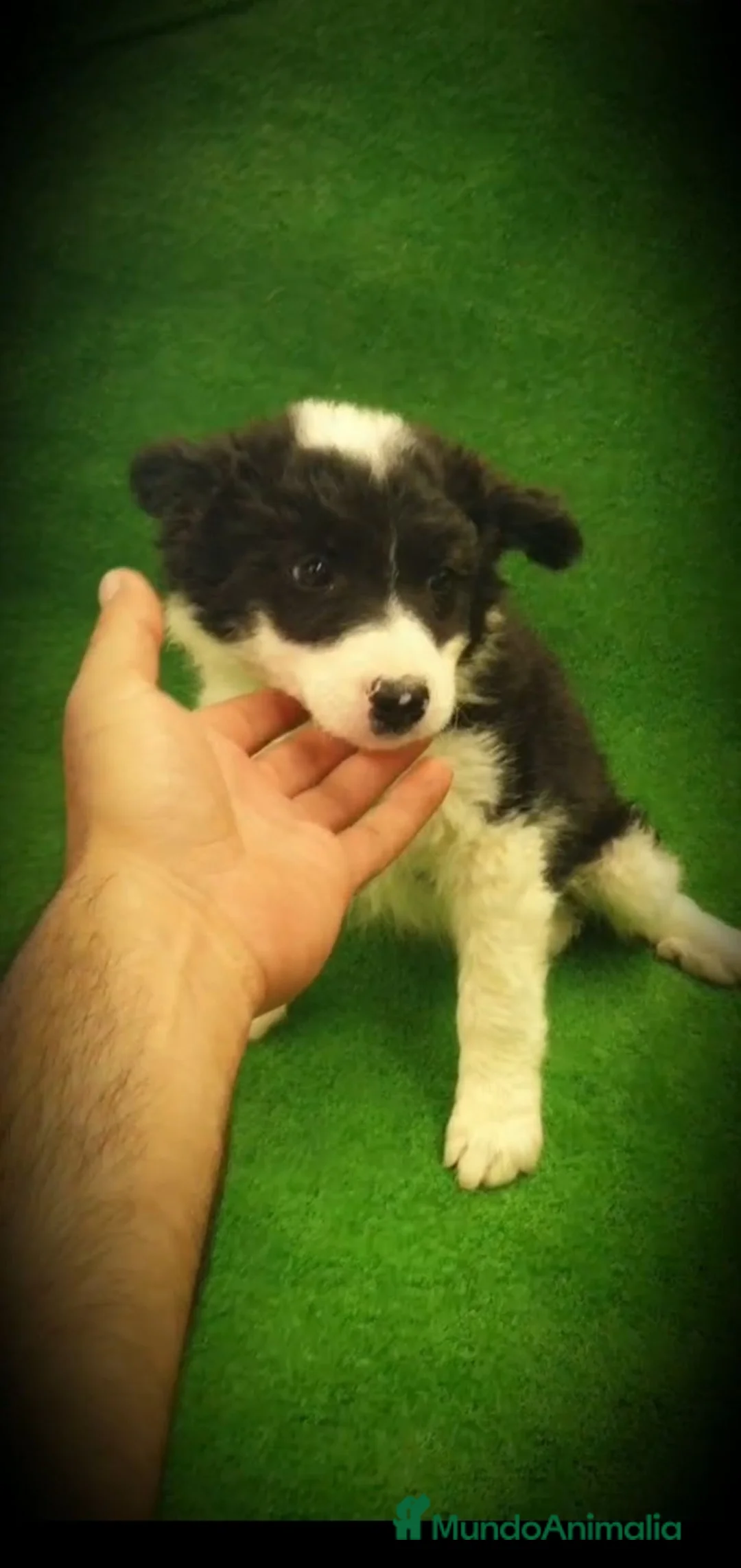 Border Collie perros en adopcion: Border collie  - Anuncio 1