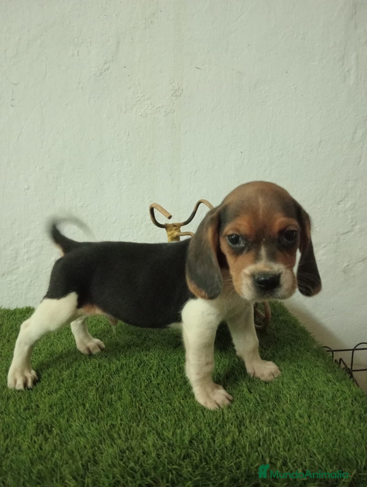 Beagle perros Beagle  - Anuncio 1