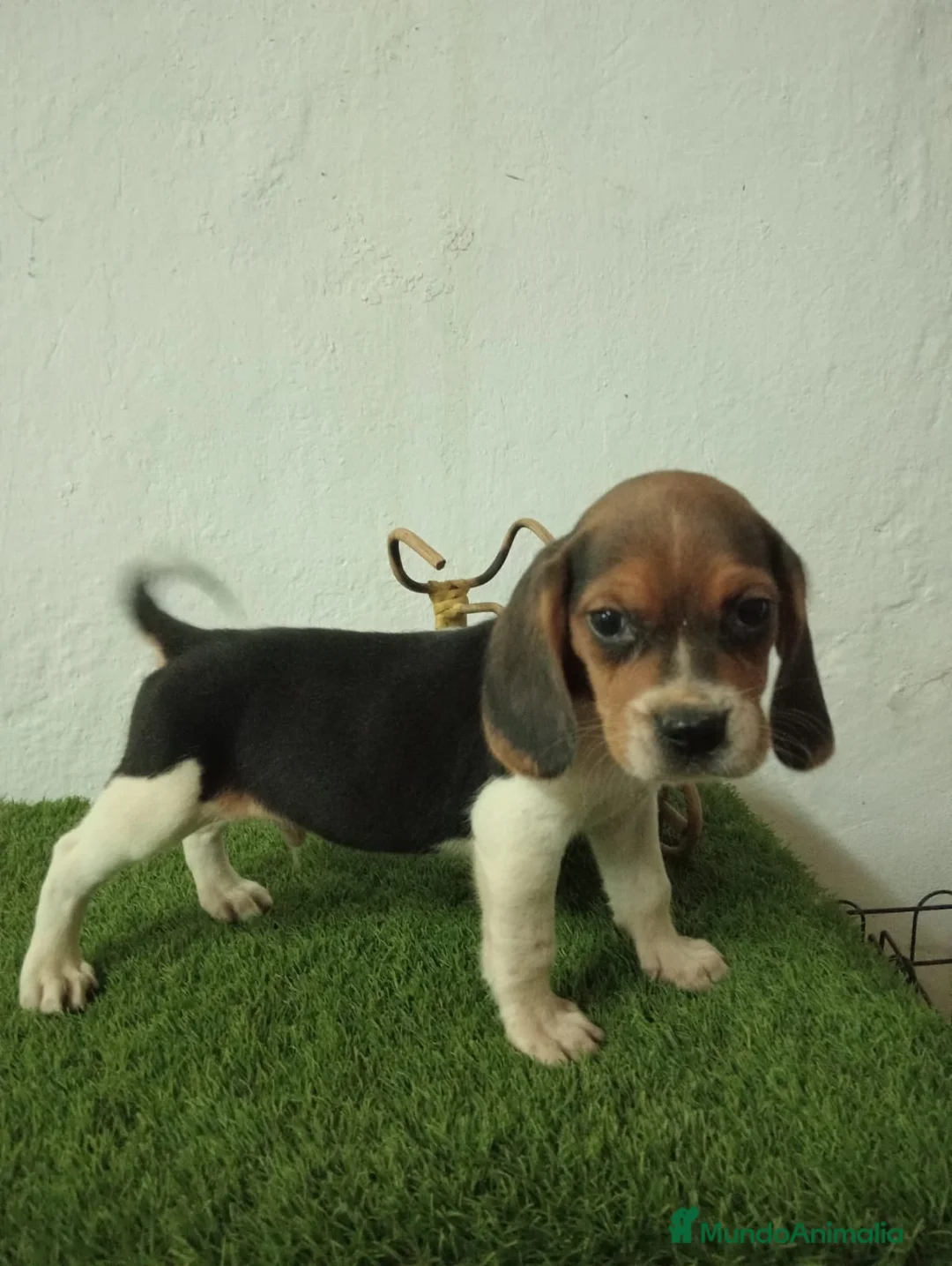 Beagle perros en venta: Beagle  - Anuncio 1