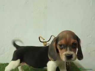 Beagle perros Beagle - Anuncio 1