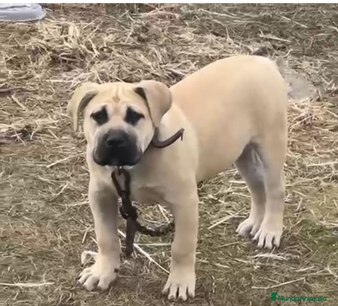 Presa Canario perros en venta: Cachorro macho presa canario - Anuncio 7