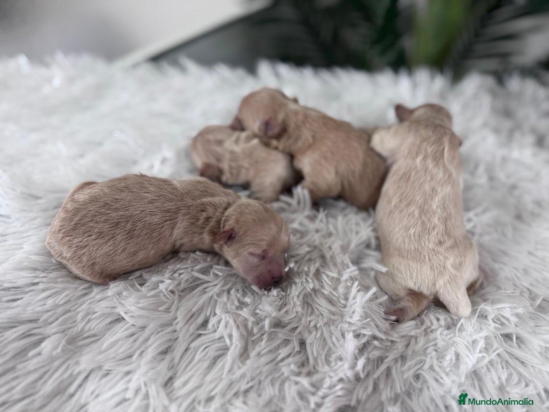 Maltipoo perros en venta: MALTIPOO MACHOS - Imagen 2
