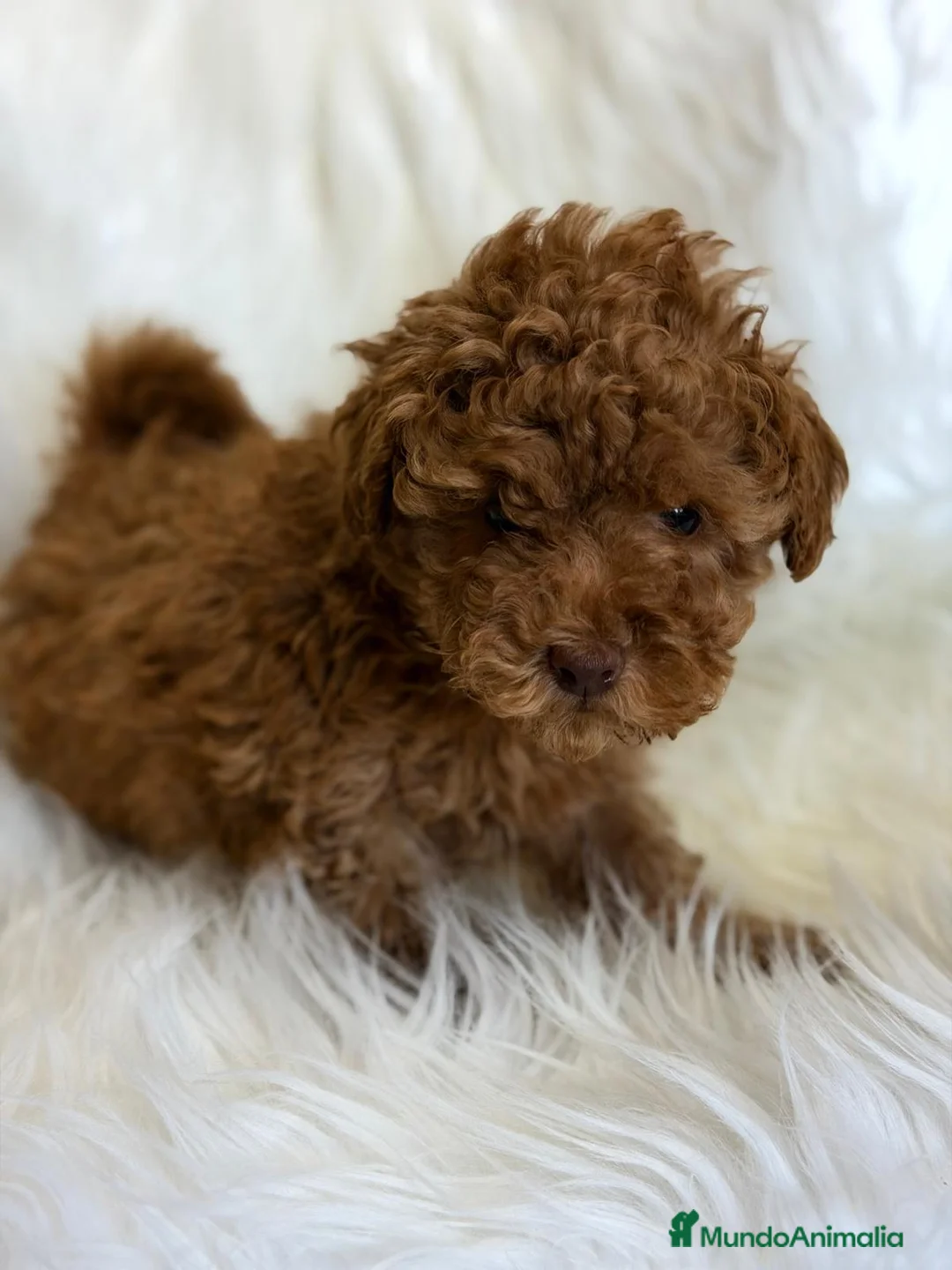 Caniche Toy perros en venta: CANICHE MACHO DISPONIBLES - Anuncio 1