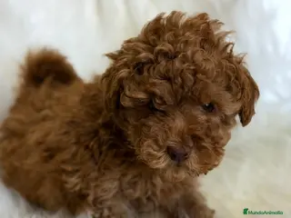 Caniche Toy perros CANICHE MACHO DISPONIBLES - Anuncio 3