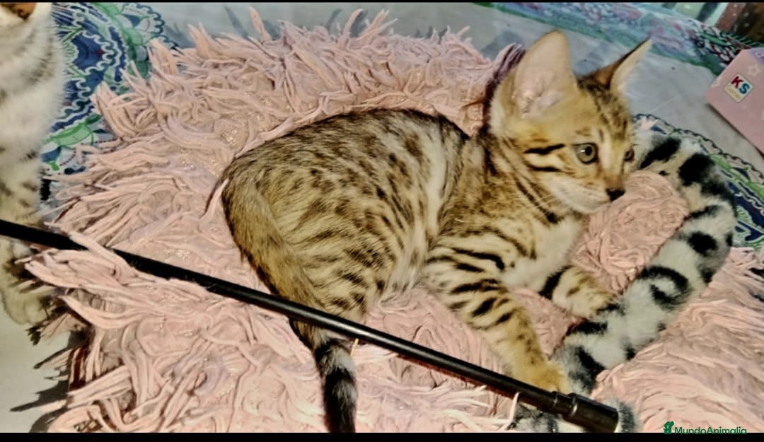 Bengalí gatos en venta: Bengalí impresionante bebes  - Imagen 1