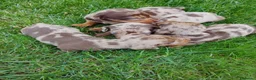 Teckel perros en venta: Teckel arlequín chocolate  - Anuncio 2