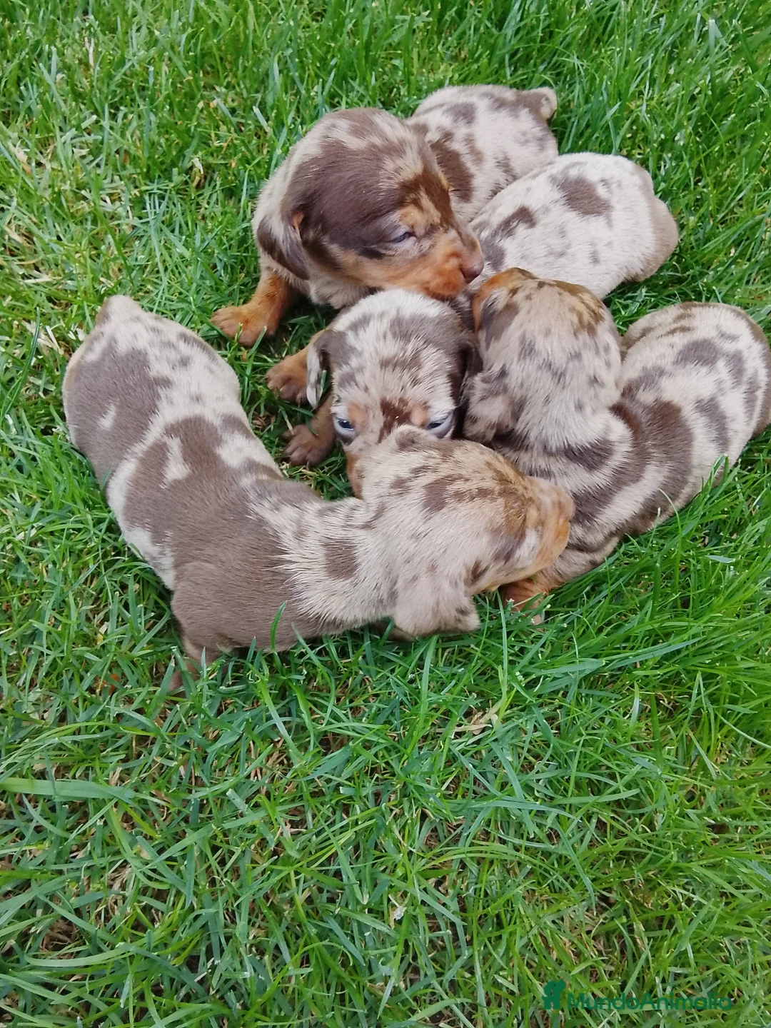 Teckel perros en venta: Teckel arlequín chocolate  - Anuncio 2