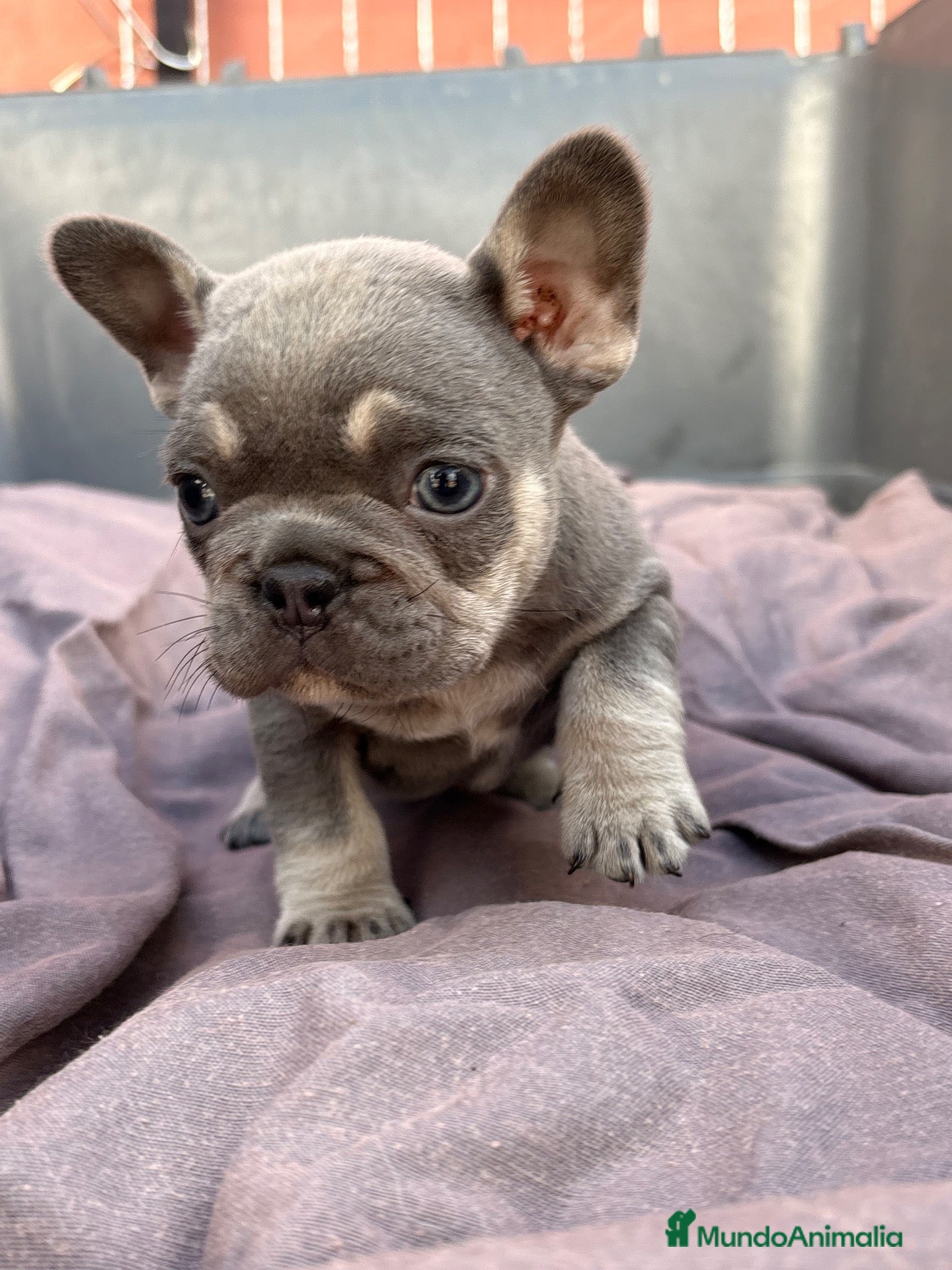 Bulldog Francés perros Bulldog francés exótico  - Anuncio 2
