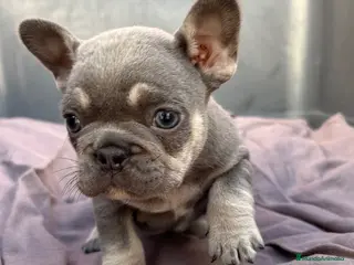 Bulldog Francés perros Bulldog francés exótico - Anuncio 2