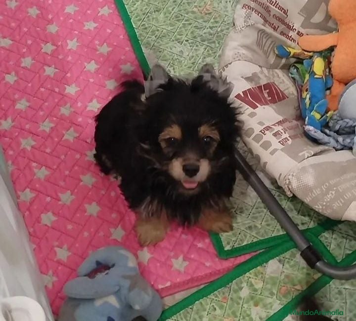 Yorkshire Terrier perros Preciosas Cachorras Morky - Anuncio 6