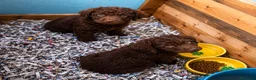 Perro de Agua Español perros en venta: Cachorras criadas en familia - Anuncio 1