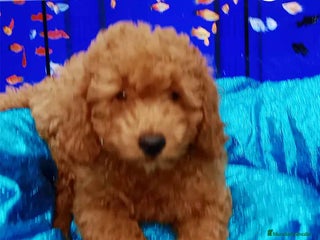 Caniche Toy perros en Barcelona - Anuncio 4