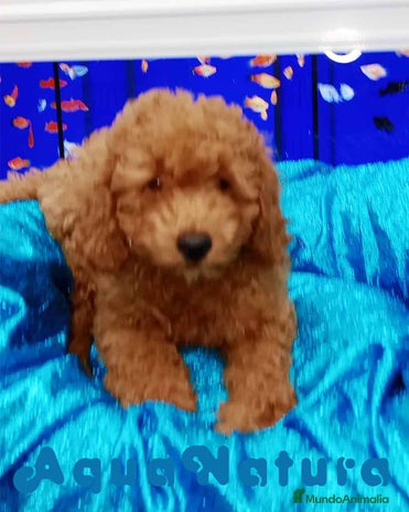 Caniche Toy perros en Barcelona - Anuncio 7