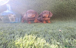 Teckel Miniatura perros en venta: TECKEL MINI CHOCOLATE  - Imagen 1
