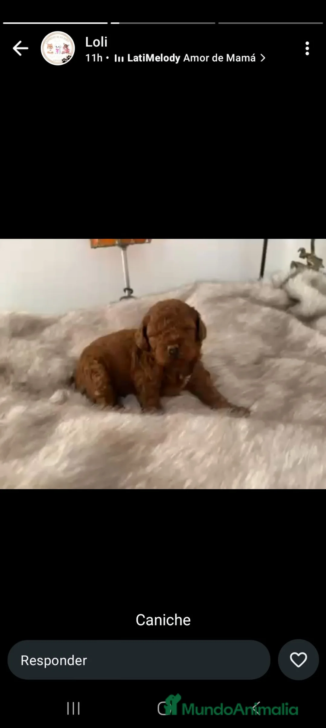 Caniche Toy perros en venta: Últimos cachorritos de caniche - Anuncio 2