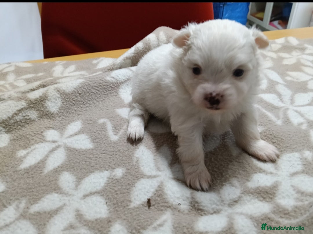 Pomerania perros en venta: LULU DE POMERANIA  - Anuncio 1