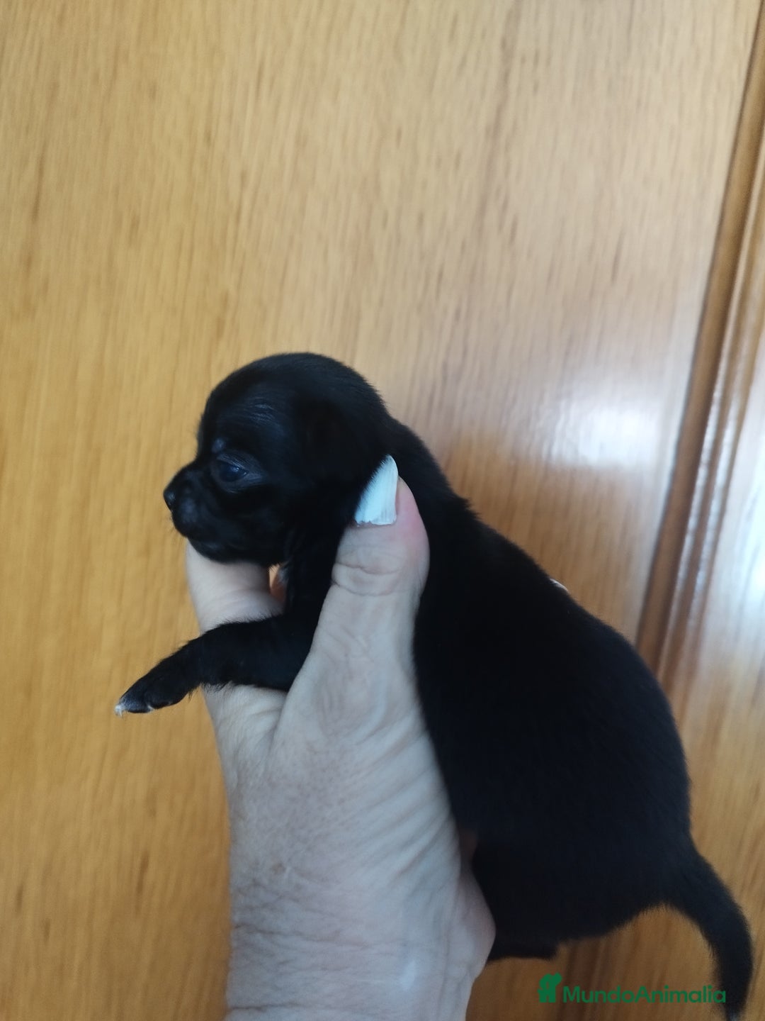 Chihuahua perros en venta: Chihuahua hembra micro toy  - Imagen 10
