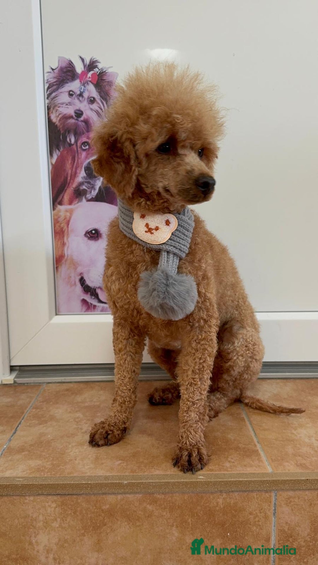 Caniche Enano perros en venta: CANICHE - Anuncio 8