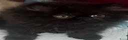 Persa gatos en venta: GATOS PERSAS/HIMALAYOS - Anuncio 2