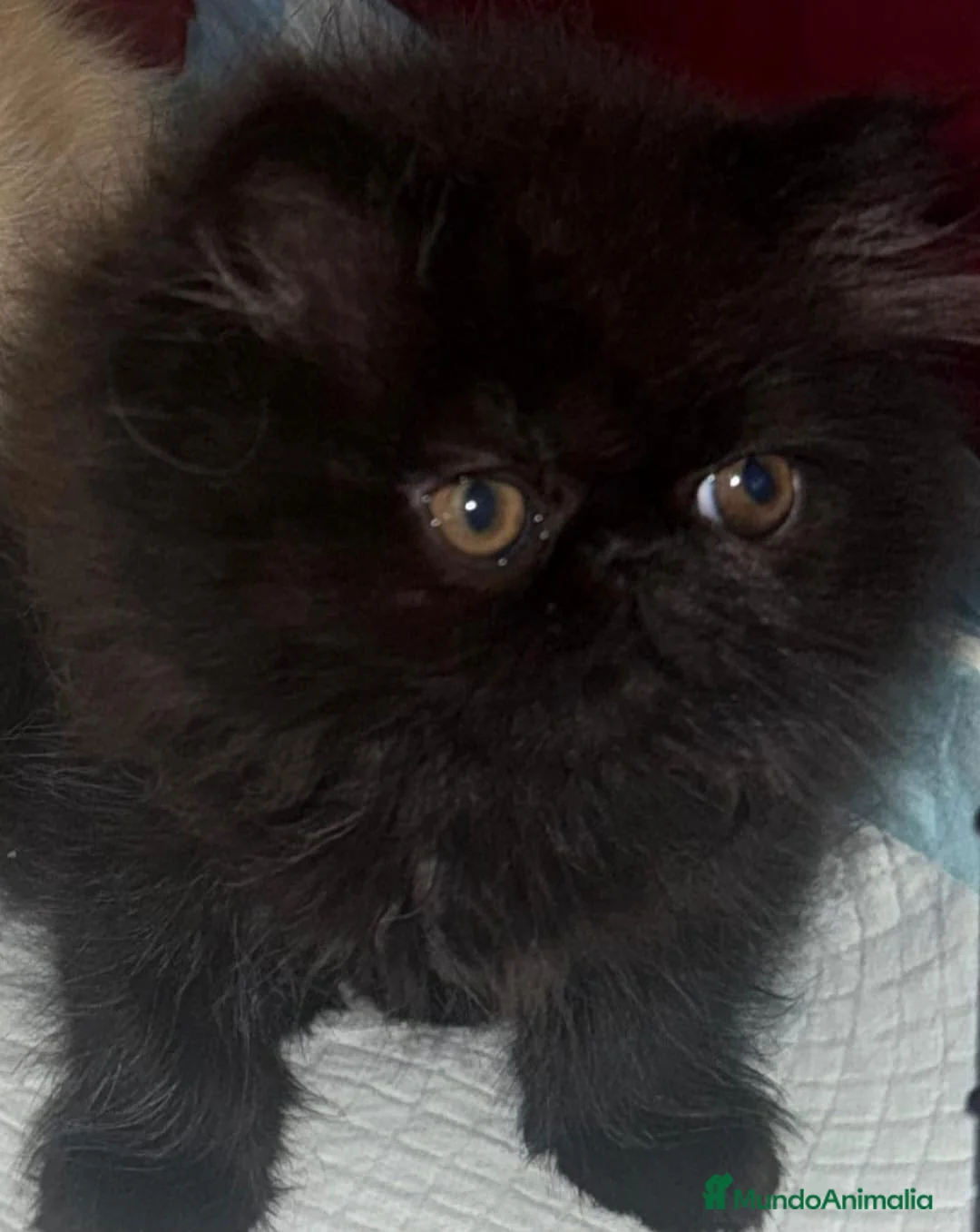 Persa gatos en venta: GATOS PERSAS/HIMALAYOS - Anuncio 2