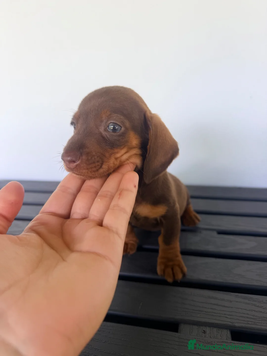 Teckel Miniatura perros en venta: TECKEL MINIATURA MACHO - Anuncio 6