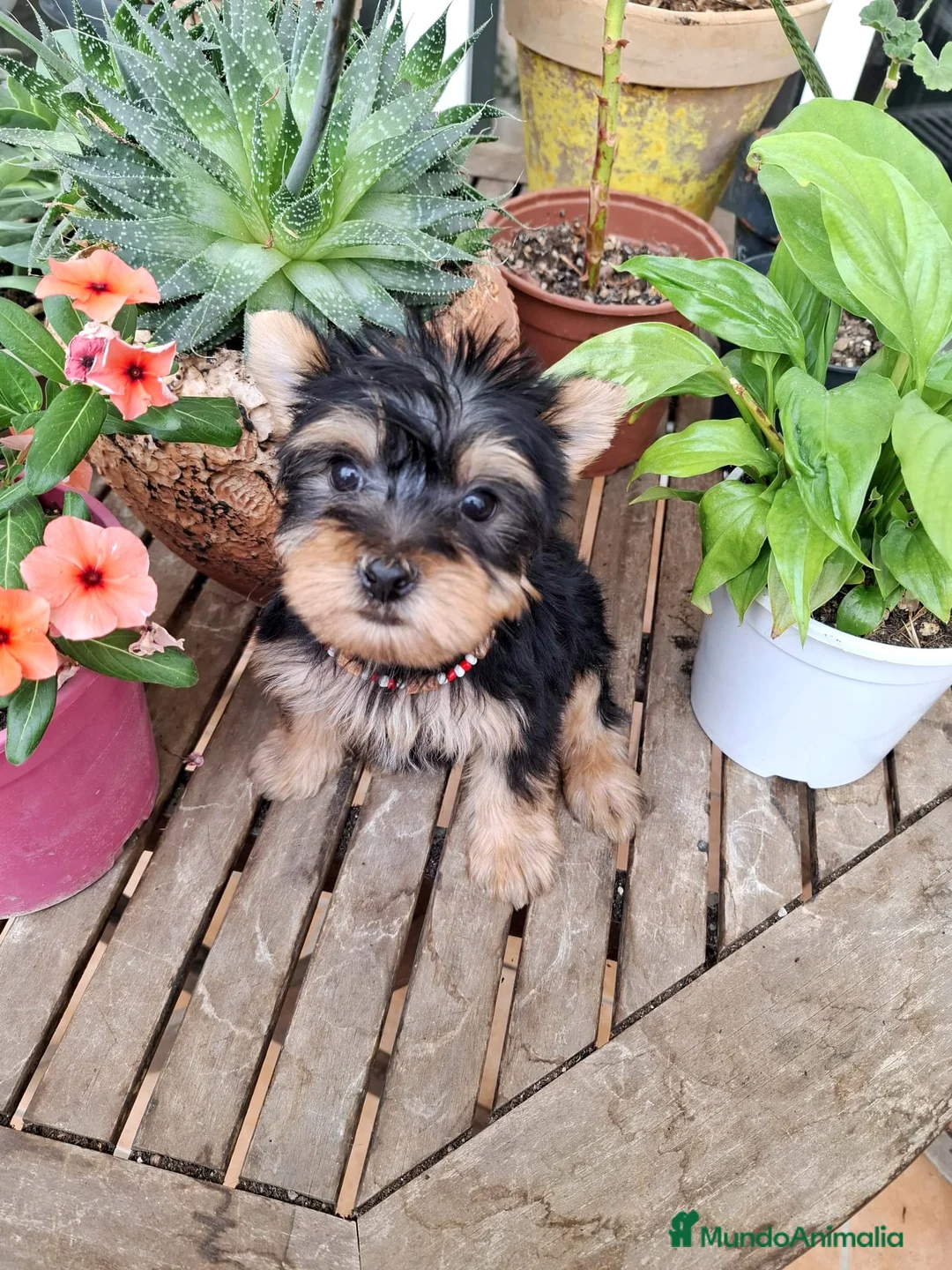 Yorkshire Terrier perros en venta: Yorkshire toy - Anuncio 2