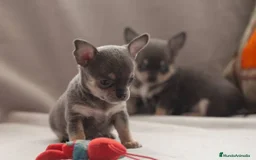 Chihuahua perros en venta: chihuahuas cachorros  - Imagen 1