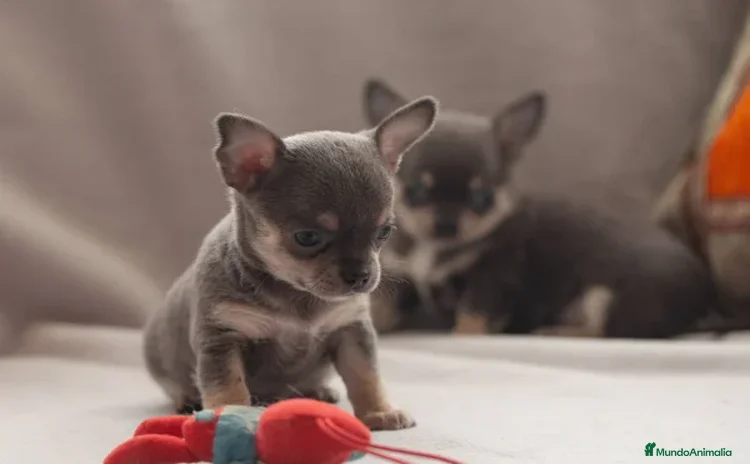 Chihuahua perros - Anuncio 6