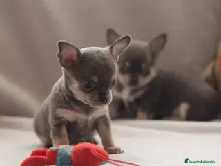 Chihuahua perros chihuahuas cachorros - Anuncio 28