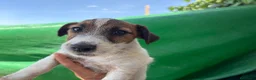 Jack Russell Terrier perros en venta: Jack terrier  - Anuncio 8