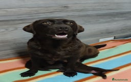 Labrador Retriever perros en venta: Labrador chocolate  - Imagen 2