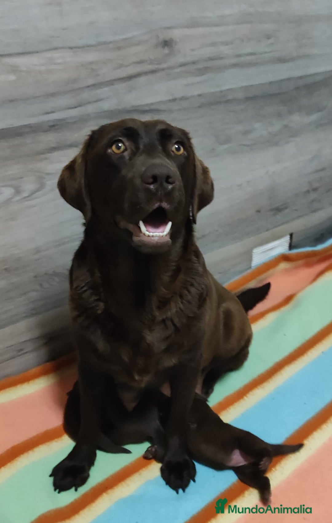 Labrador Retriever perros en venta: Labrador chocolate  - Imagen 2