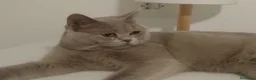 Británico de Pelo Corto Azul gatos en venta: British Shorthair Preciosos - Anuncio 8