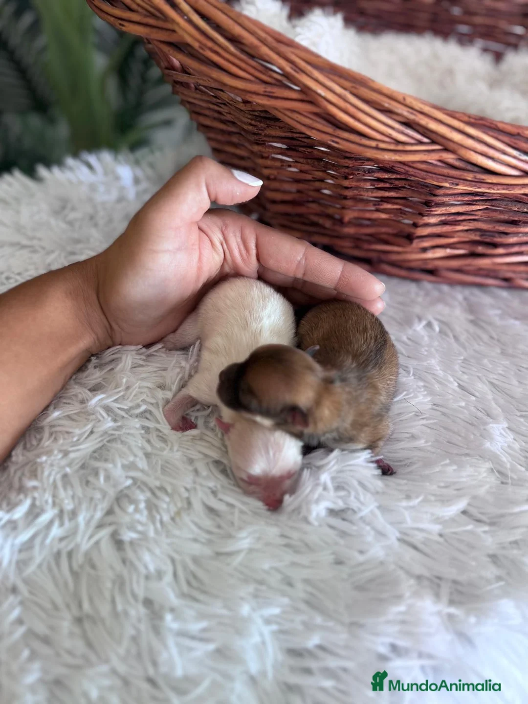 Pomerania perros en venta: POMERANIA - Anuncio 2