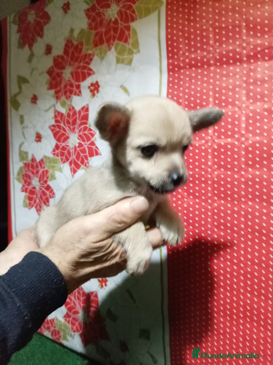 Raza Mixta perros en venta: Raza mixta  chihuahua x yorshire - Anuncio 6