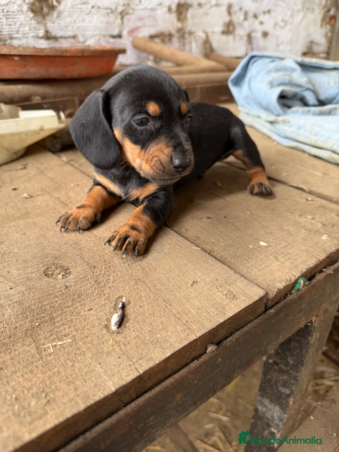 Teckel Miniatura perros en venta: Teckel miniatura - Anuncio 2
