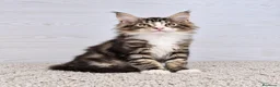 Maine Coon gatos en venta: Gatitos Maine Coon - Anuncio 5