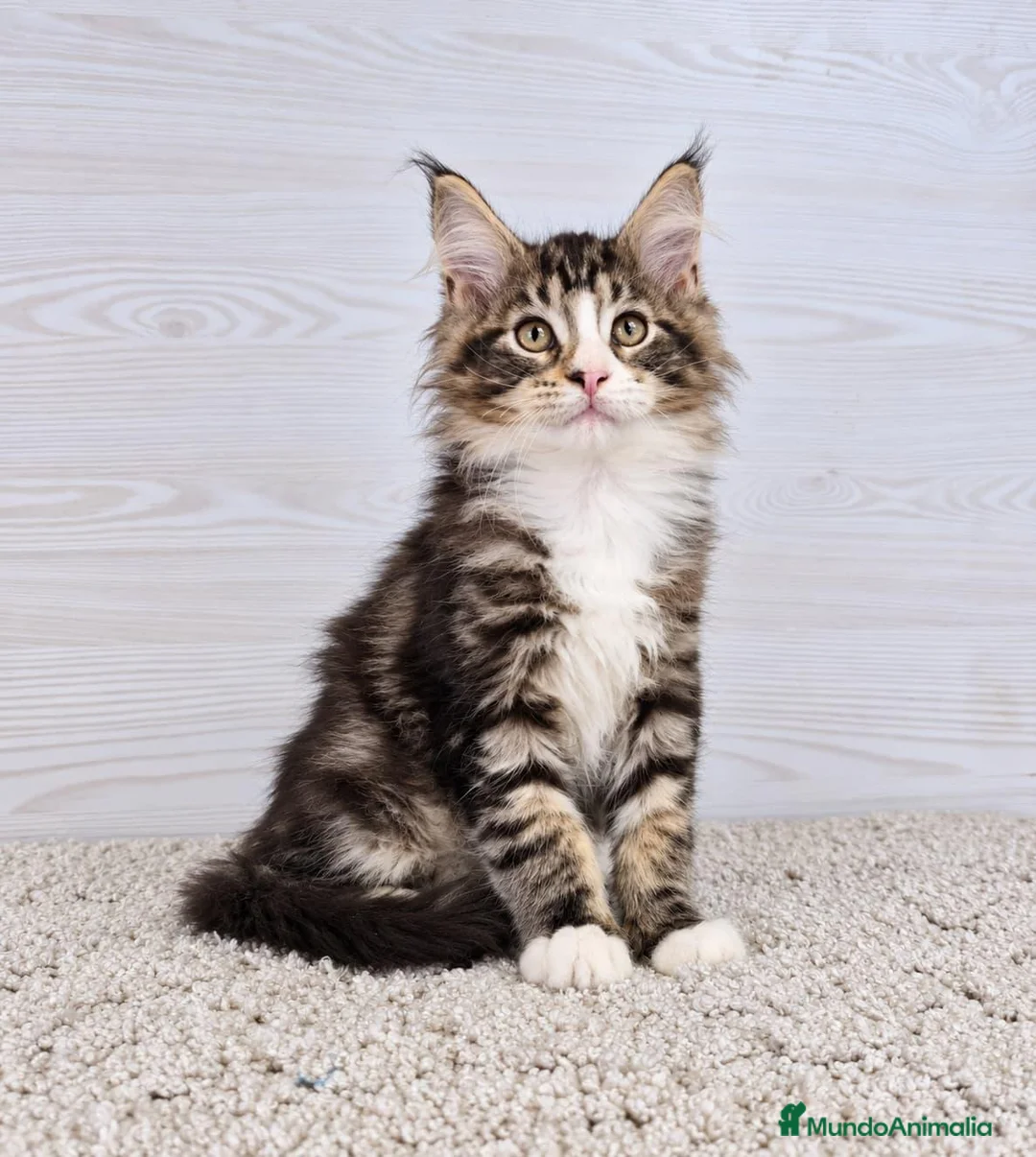 Maine Coon gatos en venta: Gatitos Maine Coon - Anuncio 5