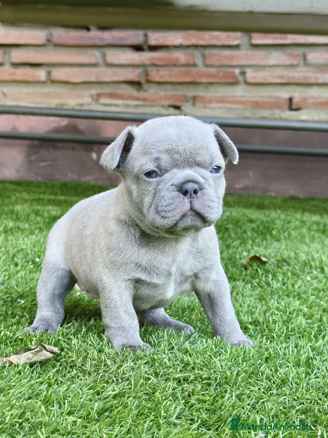 Bulldog Francés perros en venta: Bulldog francés lilac - Anuncio 1