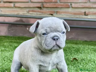 Bulldog Francés perros Bulldog francés lilac - Anuncio 1