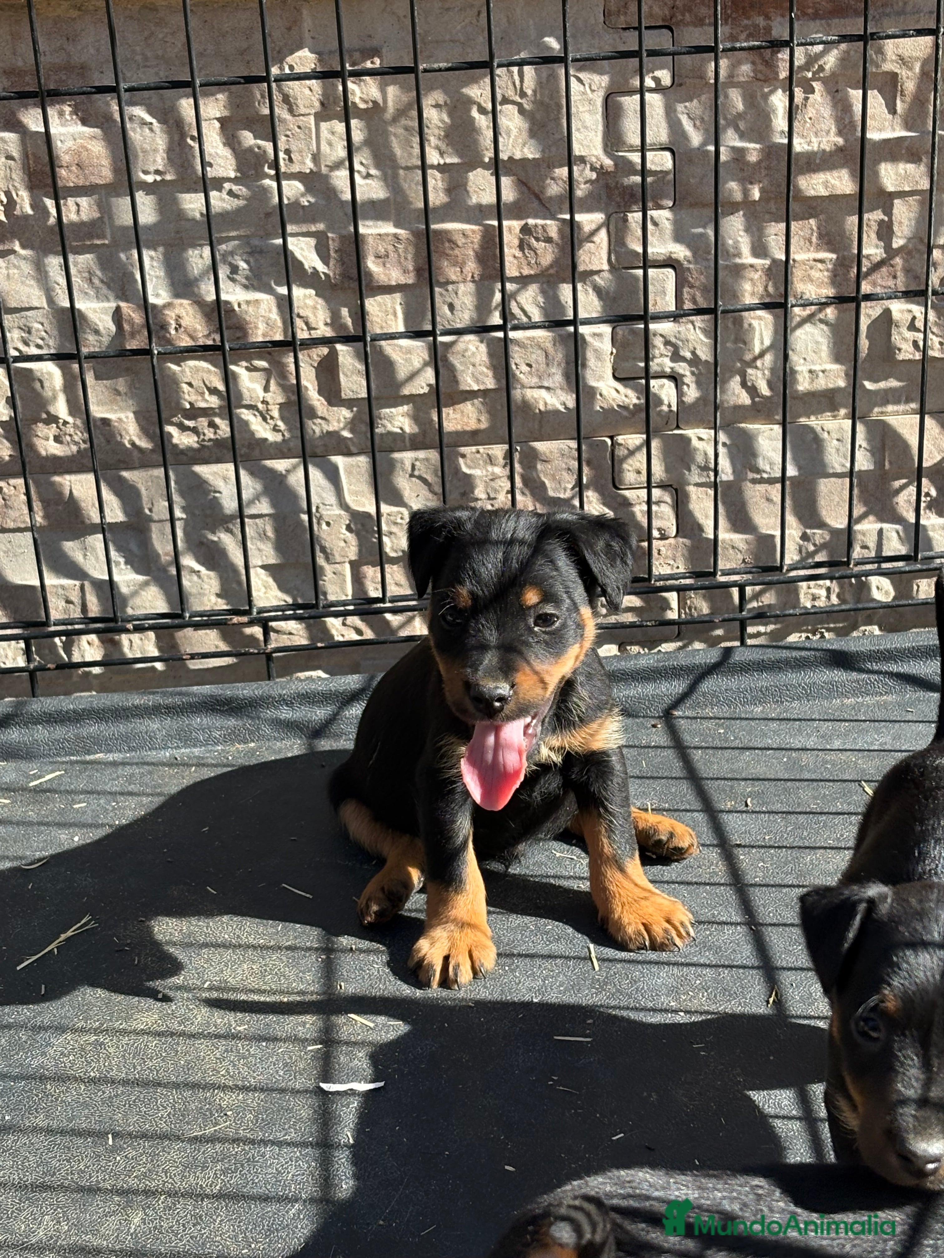 Terrier Alemán de Caza perros Disponibles cachorros Jagd terrier  - Anuncio 1