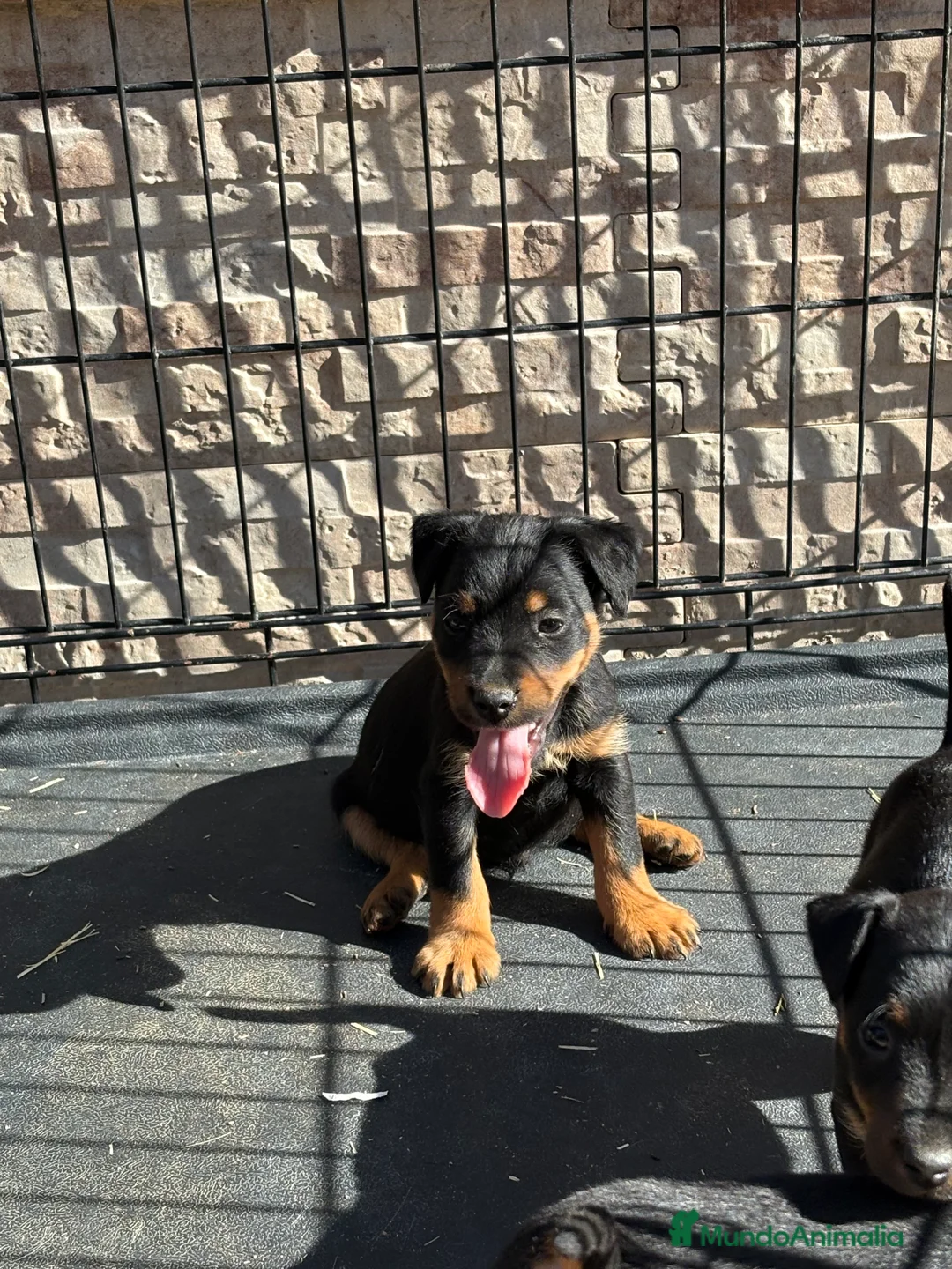 Terrier Alemán de Caza perros en venta: Disponibles cachorros Jagd terrier  - Anuncio 1