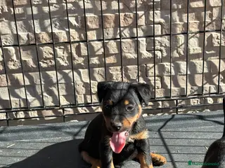 Terrier Alemán de Caza perros Disponibles cachorros Jagd terrier - Anuncio 1