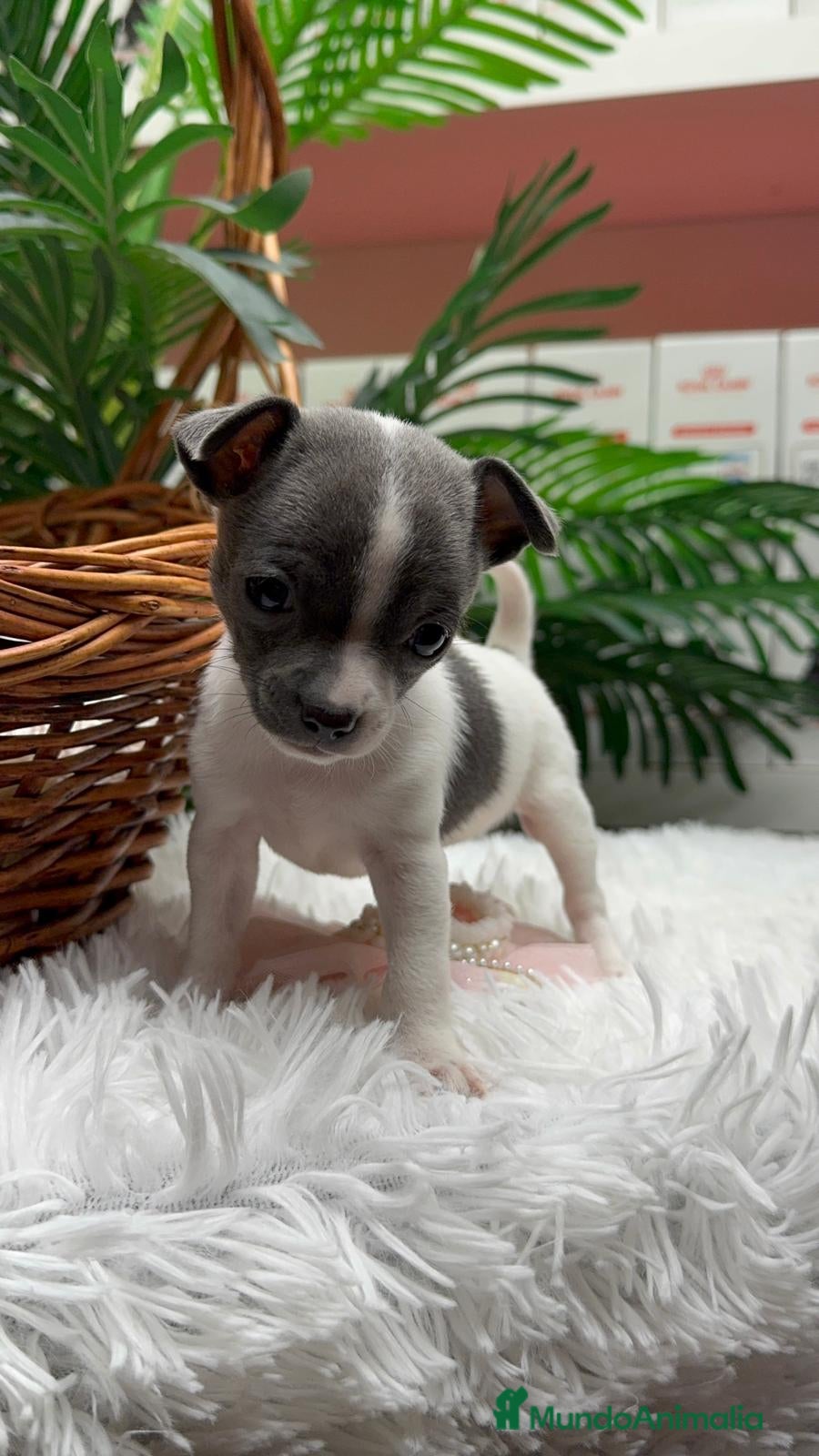 Chihuahua perros CHIHUAHUA HEMBRA - Anuncio 4