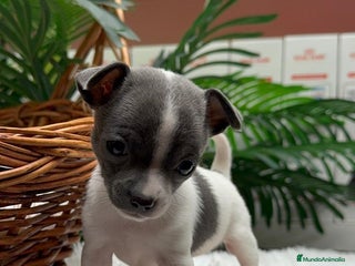 Chihuahua perros CHIHUAHUA HEMBRA - Anuncio 1