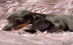 Teckel Miniatura perros en venta: Teckel Blue  - Imagen 7