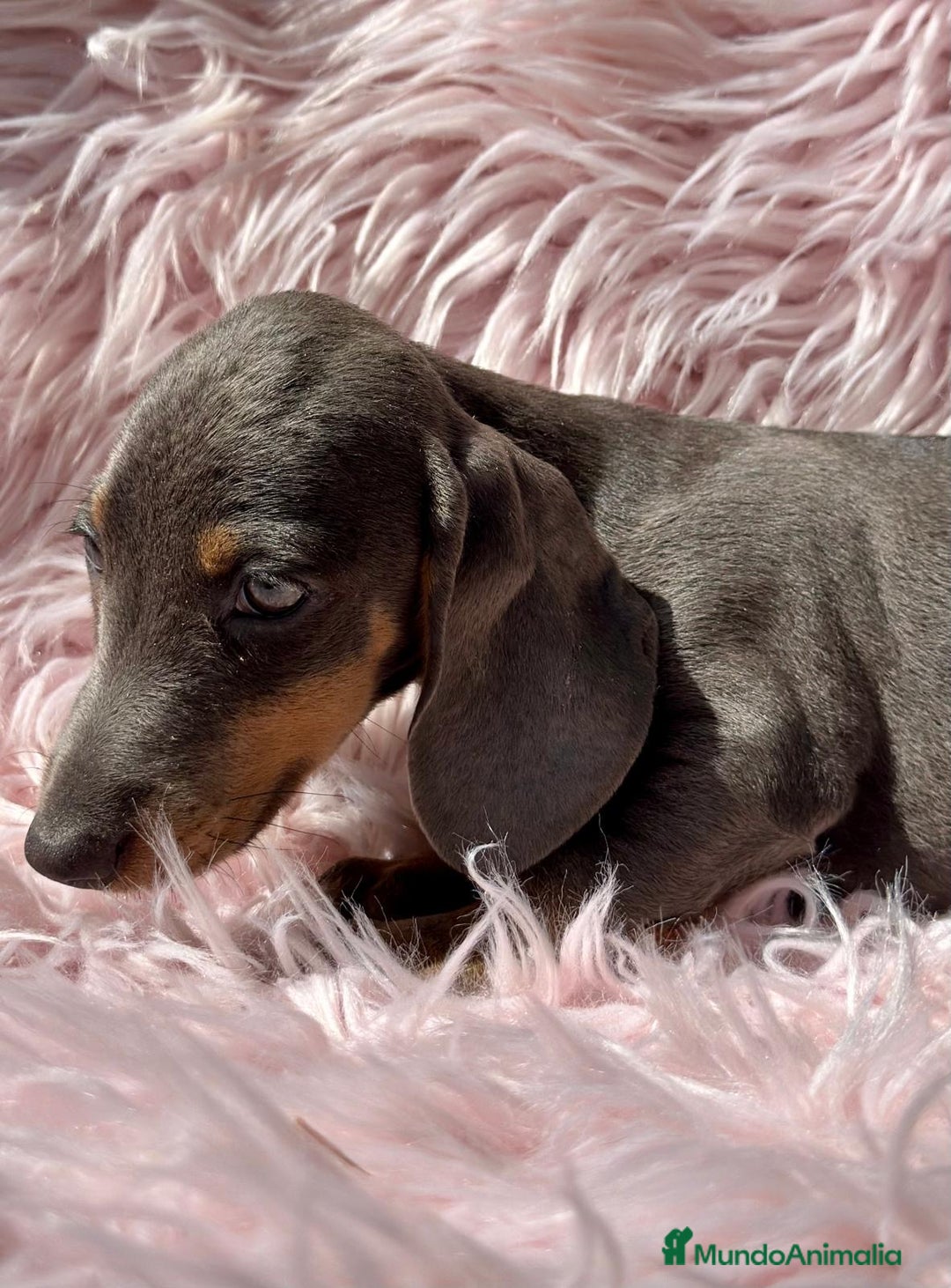 Teckel Miniatura perros en venta: Teckel Blue  - Imagen 7
